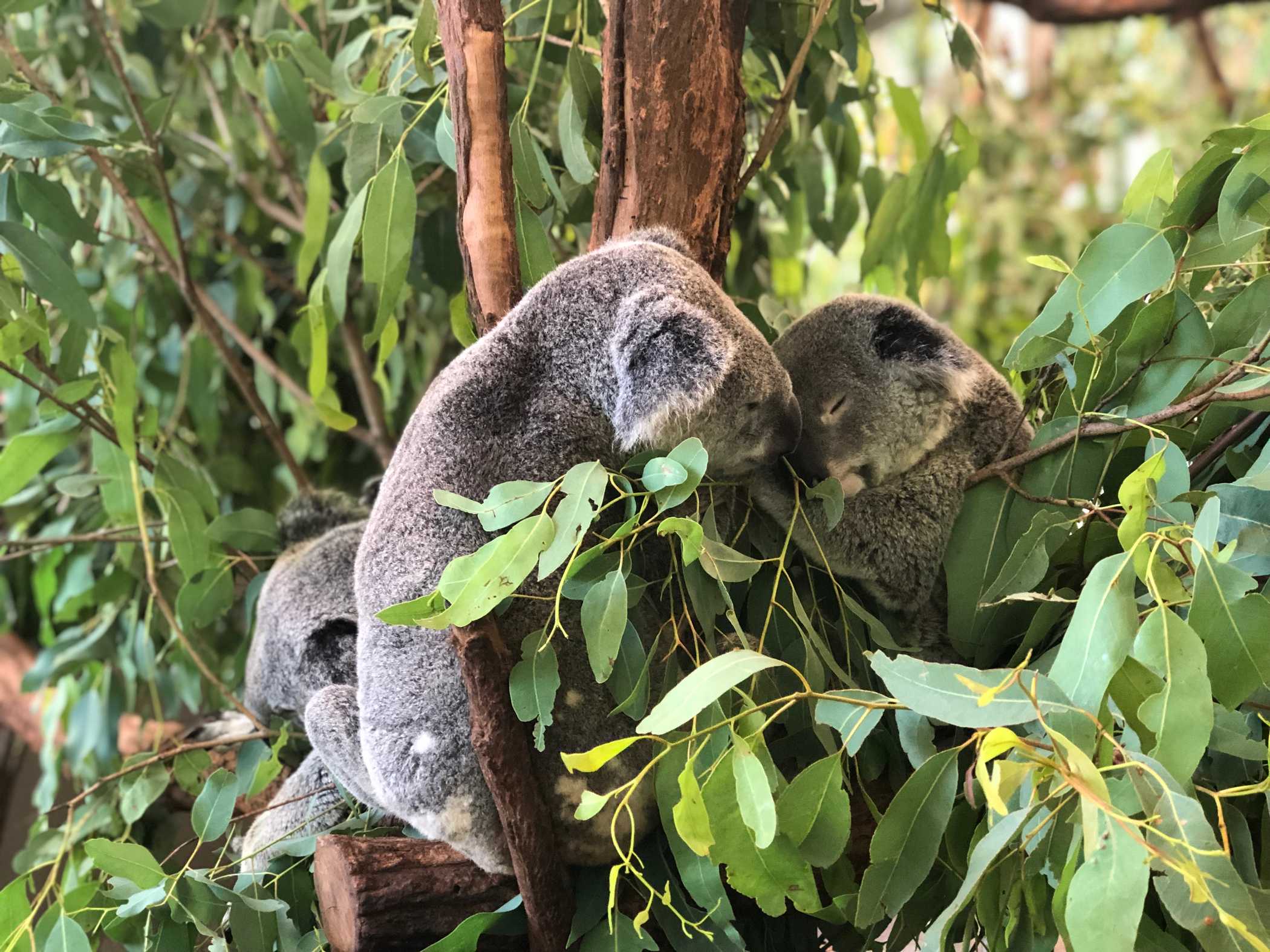 Koala Lome Pine