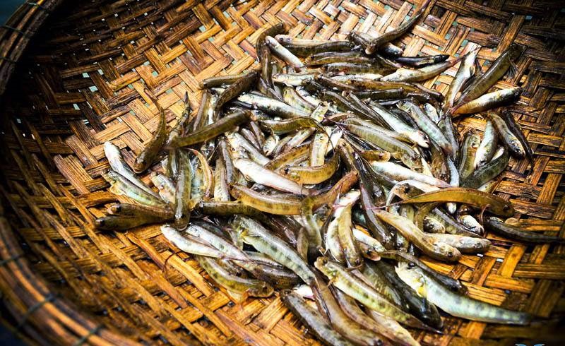 Đặc sản cá bống của Lai Châu