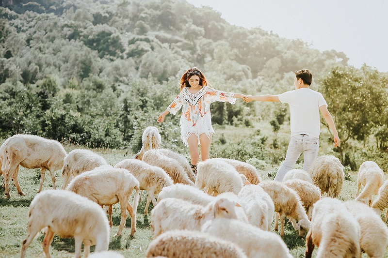 Trang trại cừu tại Vũng Tàu