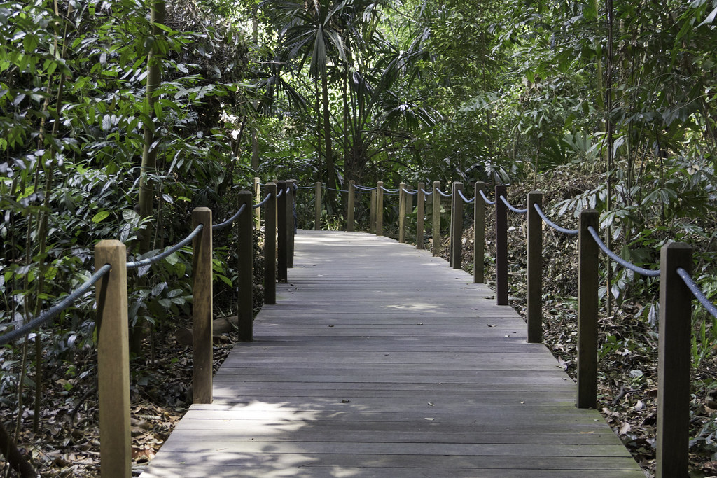 Khu rừng nhiệt đới (Rain Forest)