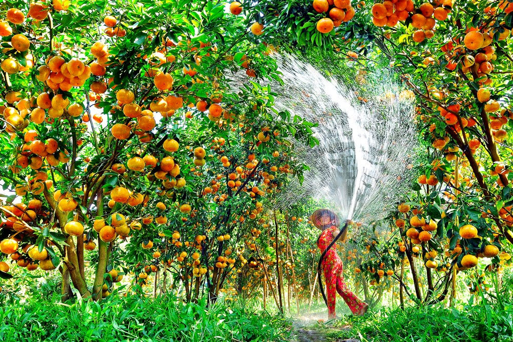 Vườn trái cây Mỹ Khánh