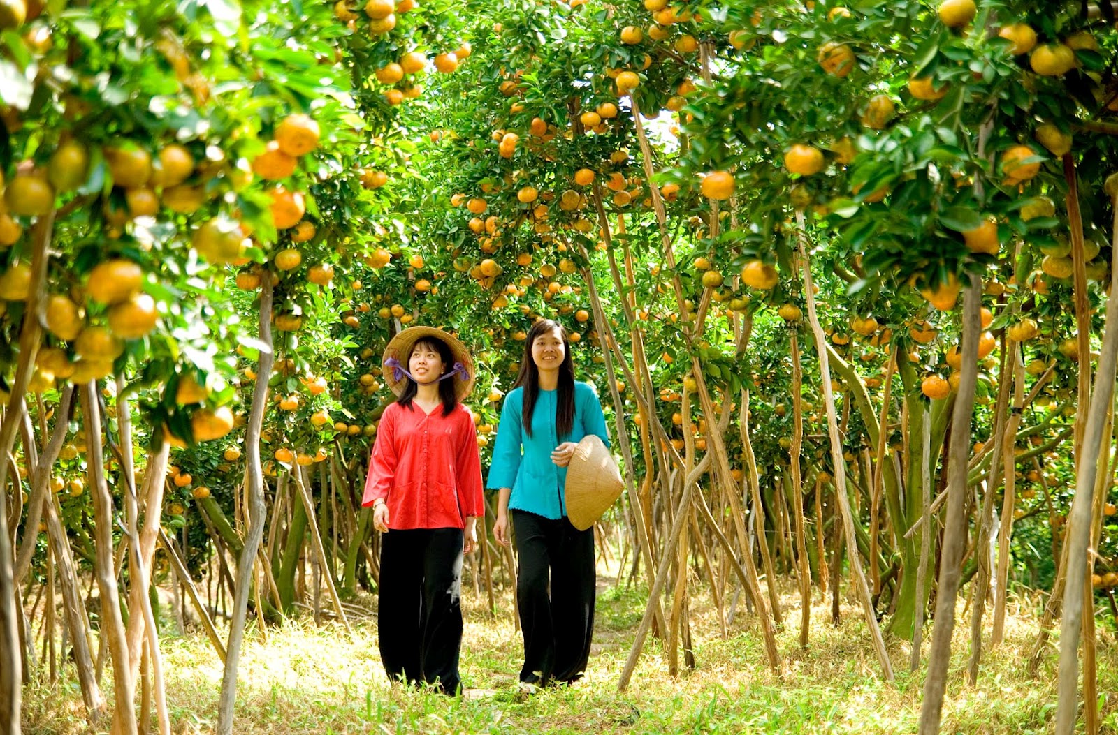 Vườn trái cây Ba Láng