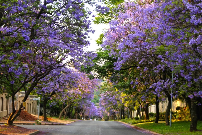 kinh nghiem du lich Pretoria