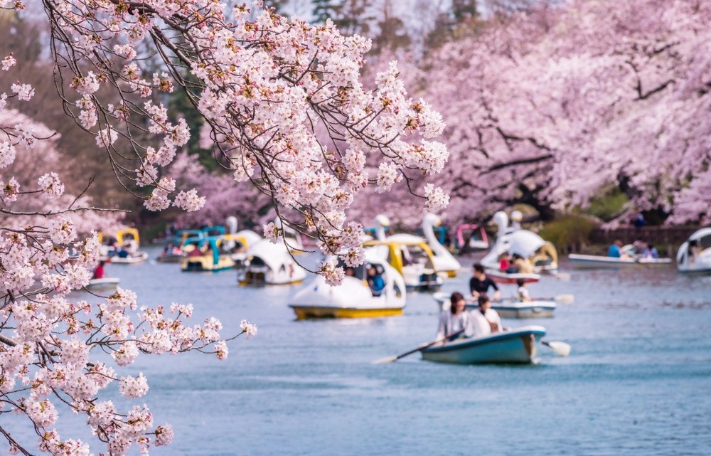 nhung dia diem ngam hoa anh dao dep nhat tai Tokyo