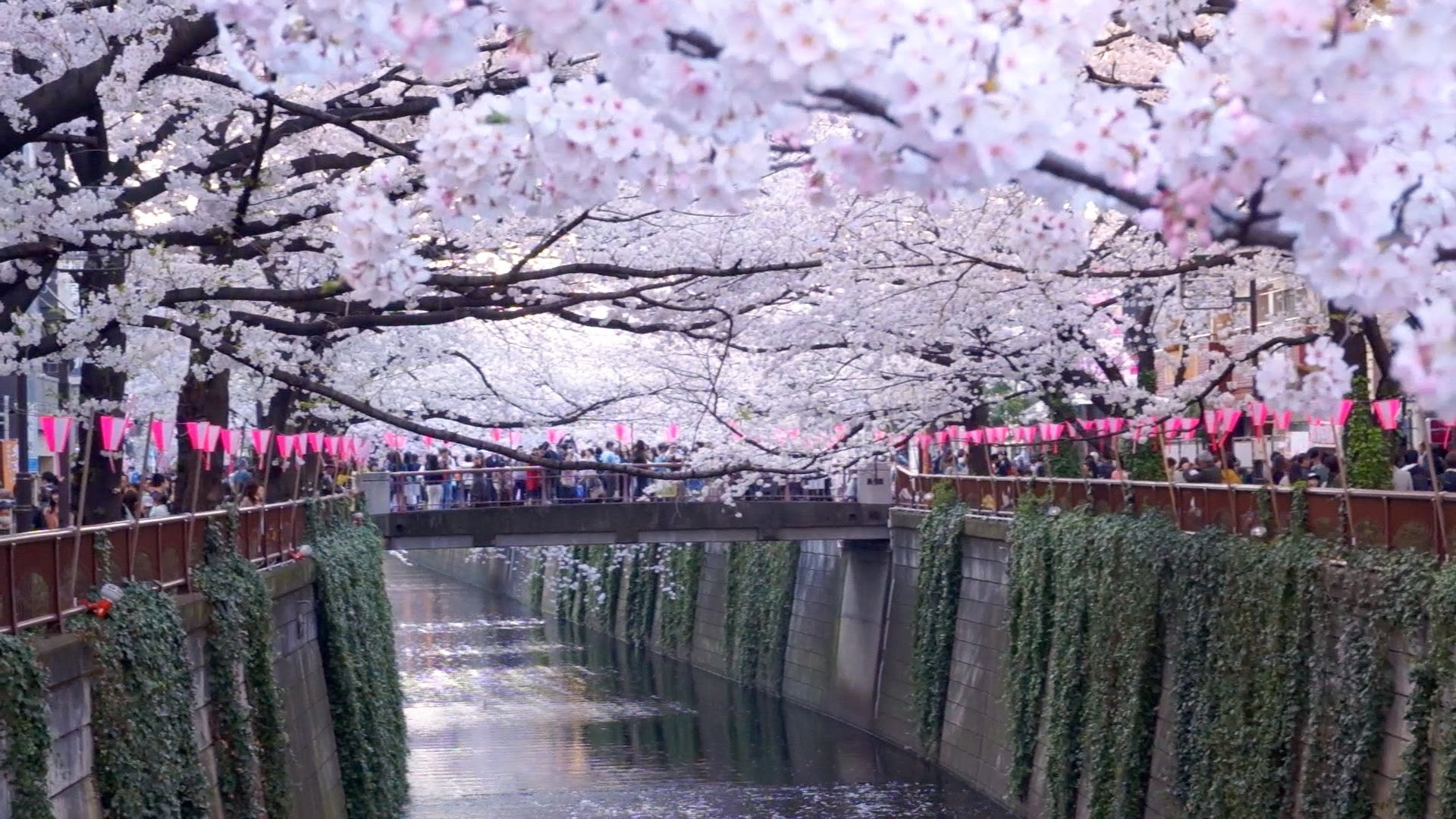 nhung dia diem ngam hoa anh dao dep nhat tai Tokyo