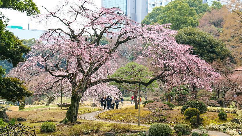 nhung dia diem ngam hoa anh dao dep nhat tai Tokyo