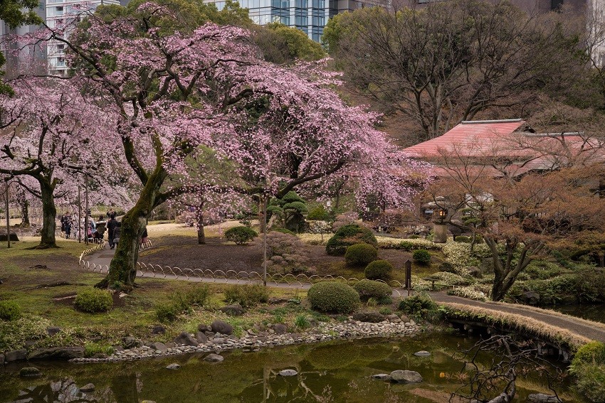 nhung dia diem ngam hoa anh dao dep nhat tai Tokyo