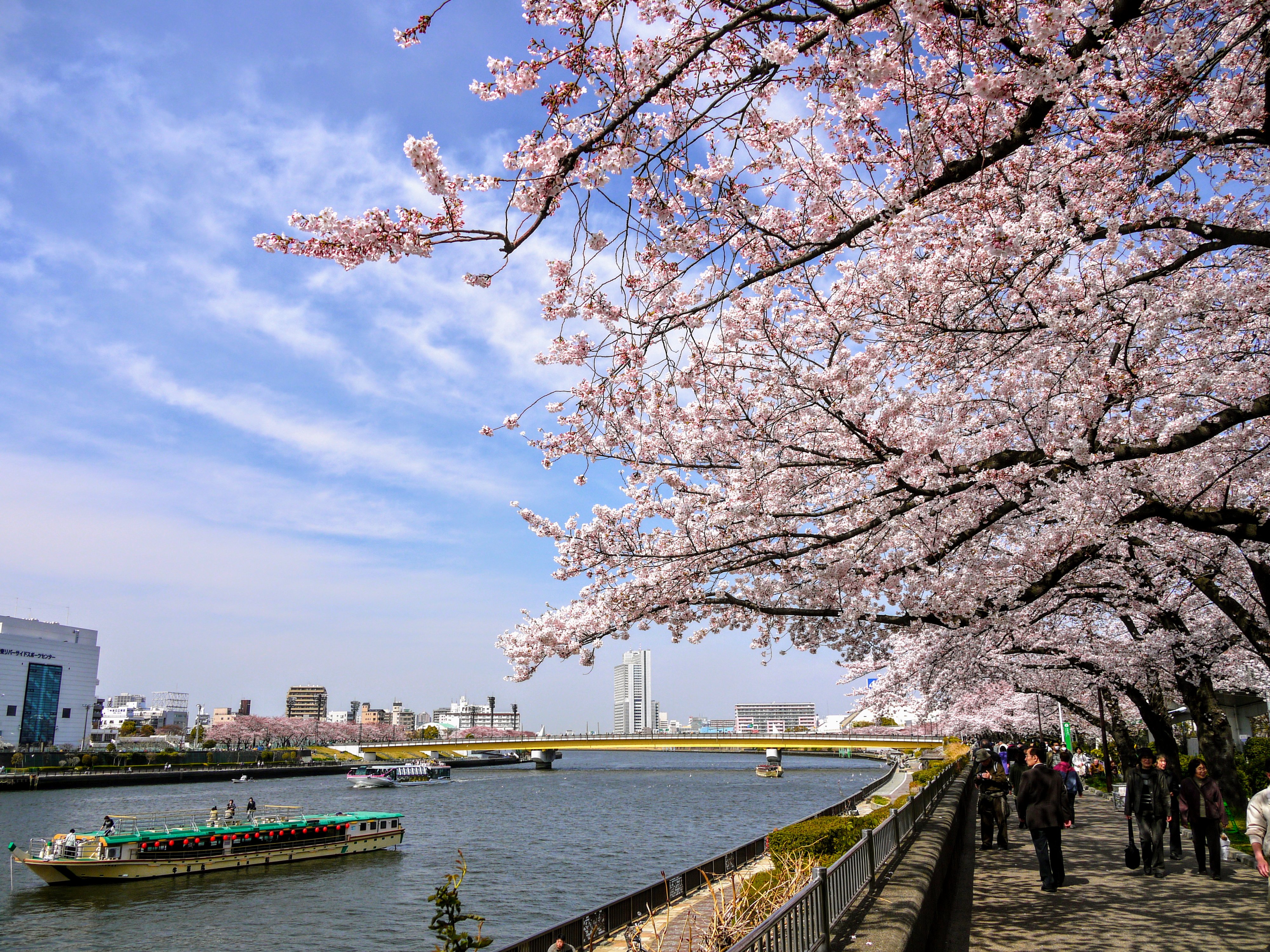 nhung dia diem ngam hoa anh dao dep nhat tai Tokyo