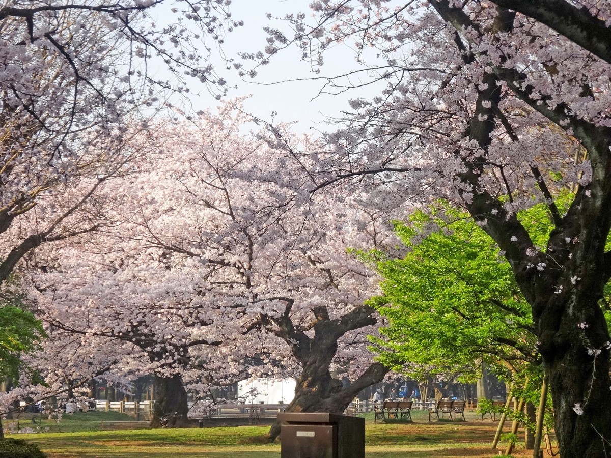 nhung dia diem ngam hoa anh dao dep nhat tai Tokyo