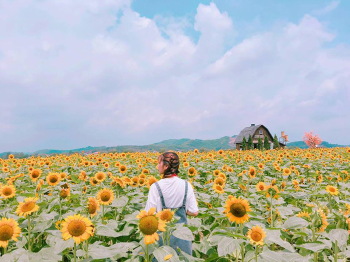 Nhiều bạn trẻ đến cánh đồng hoa hướng dương Bắc Giang để chụp ảnh
