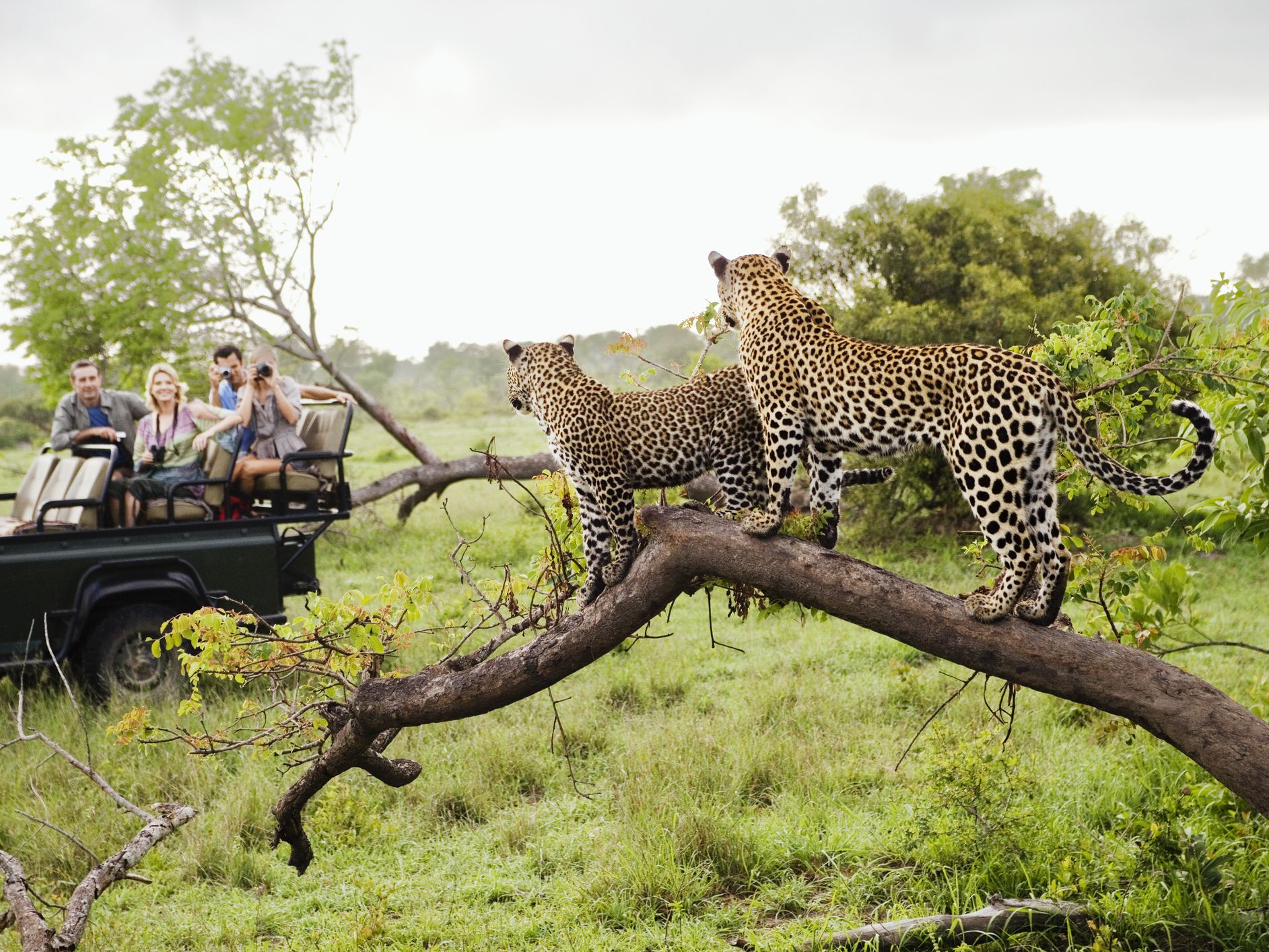 du lịch vườn quốc gia Kruger