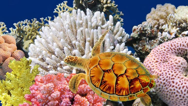 thuy cung Sea Life Bangkok Ocean World