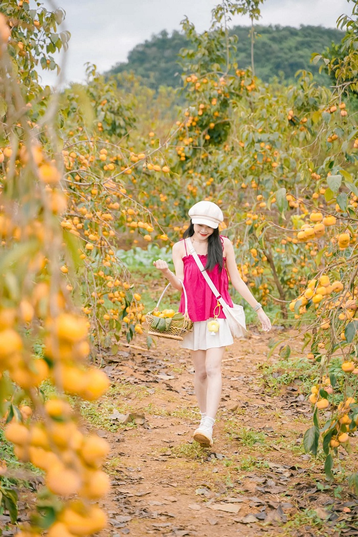 Khu du lịch Quốc gia Mộc Châu Sơn La có các vườn hồng trĩu quả