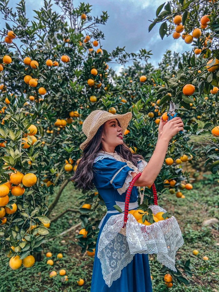 Bạn sẽ được trực tiếp hái cam tại các vườn cam Khu du lịch Quốc gia Mộc Châu Sơn La
