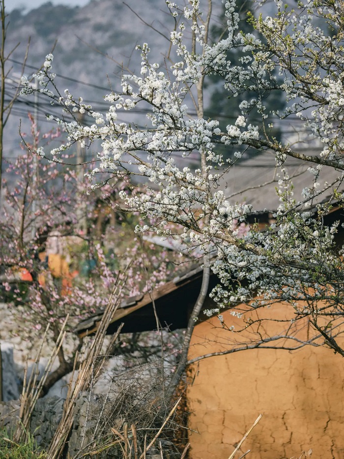 Những bông hoa mận ở Lao Xa nở cùng với hoa đào trông rất nên thơ trong mùa hoa mận Hà Giang