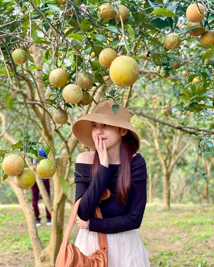 du lịch Hòa Bình tham quan vườn cam Cao Phong