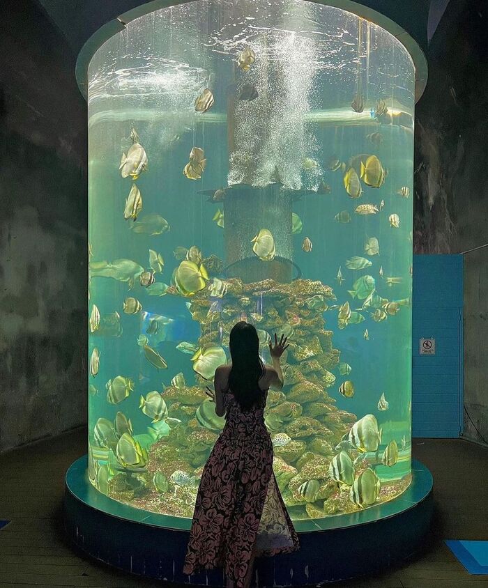 du lịch Khánh Hòa lạc vào thế giới đại dương ở Bảo tàng Hải dương học 
