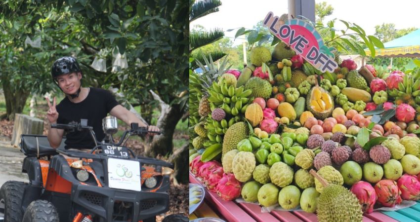 Nông trại Desaru với nhiều loại trái cây nhiệt đới tươi ngon Nông trại Desaru với nhiều loại trái cây nhiệt đới tươi ngon