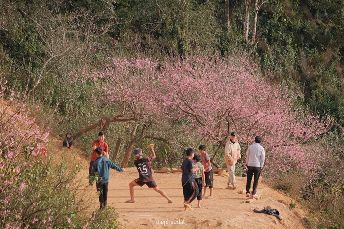 Nhịp sống thường ngày của người dân Tà Xùa diễn ra giữa không gian mùa xuân ngập tràn sắc hoa. Ảnh: Diệp Hữu Đạt