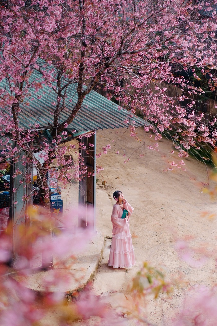 Bỏ túi lịch trình 3 ngày du lịch Đà Lạt dịp Tết