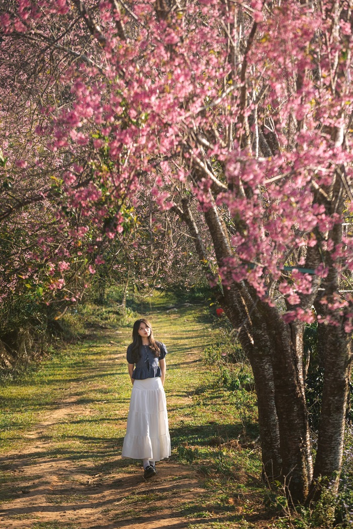 Mộng Đào Nguyên với mùa hoa mai anh đào rực rỡ khi lên lịch trình 3 ngày du lịch đà lạt dịp tết