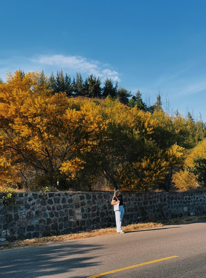 Rừng keo lá tràm Mũi Né nằm trên cung đường ven biển tuyệt đẹp