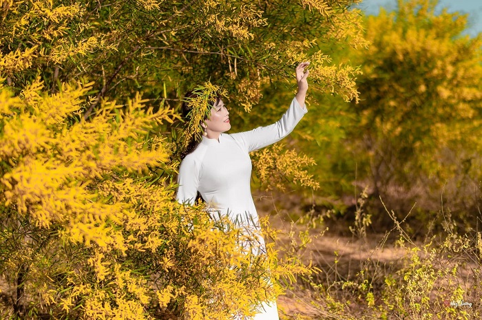 Rừng keo lá tràm Mũi Né đang vào độ đẹp nhất.