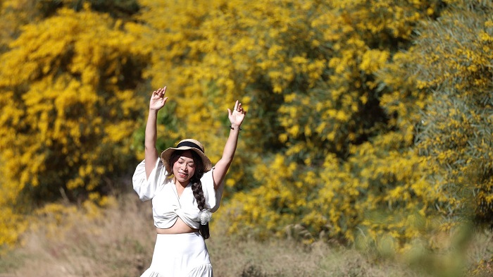 Từ cuối tháng 12, rừng keo lá tràm Mũi Né đã cho hoa tuyệt đẹp