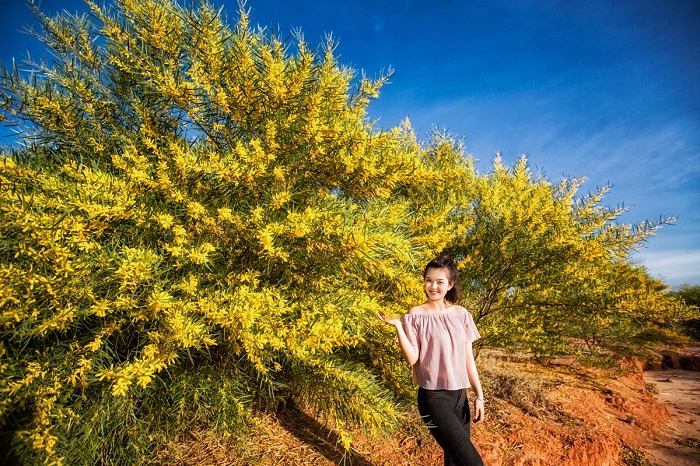 Phan Thiết như được khoác một lớp áo mới tràn đầy nhựa sống với rừng keo lá tràm Mũi Né