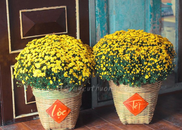 Hoa Cúc chơi Tết