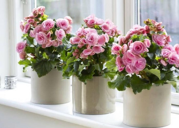 Hoa Hải Đường chơi Tết