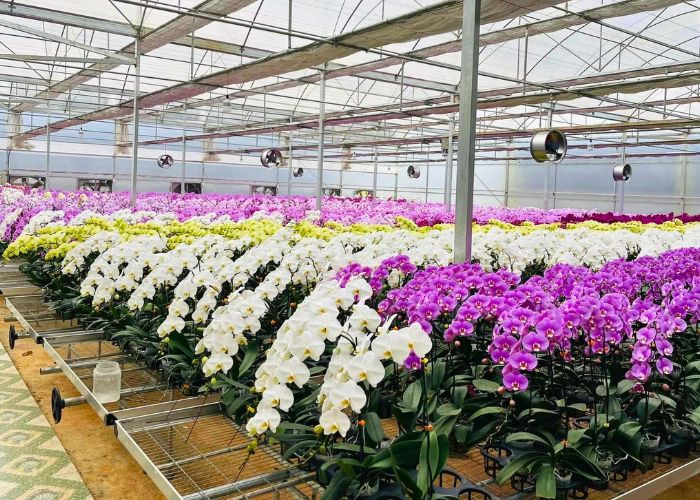 Hoa Lan Hồ Điệp chơi Tết