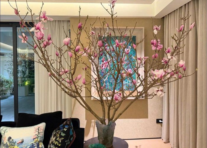 Nhiều gia đình chọn hoa Mộc Lan chơi Tết