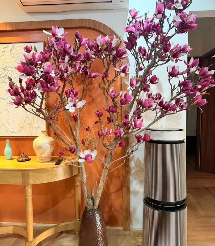 Hoa Mộc Lan chơi Tết là xu hướng mới của các gia đình khá giả