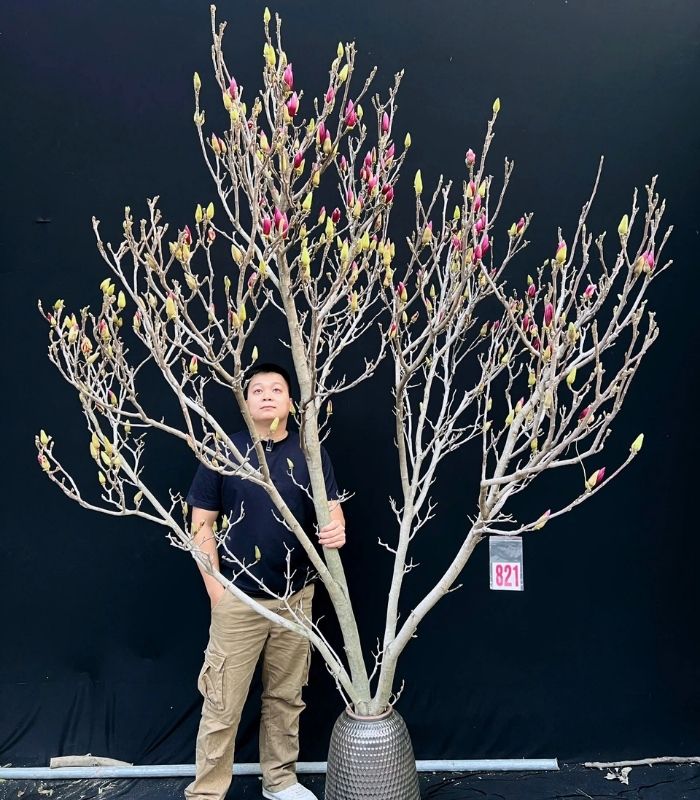 Cách chăm sóc hoa Mộc Lan chơi Tết lâu dài