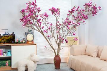 Vì sao ngày càng nhiều gia đình lựa chọn hoa Mộc Lan chơi Tết?