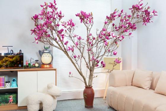 Vì sao ngày càng nhiều gia đình lựa chọn hoa Mộc Lan chơi Tết?