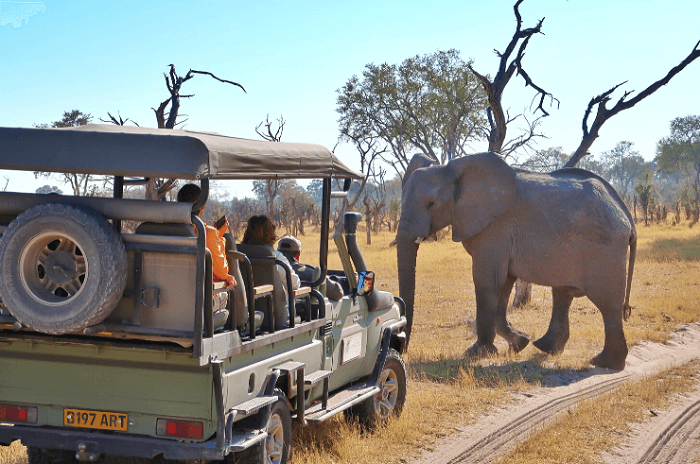 đi safari ở Botswana 
