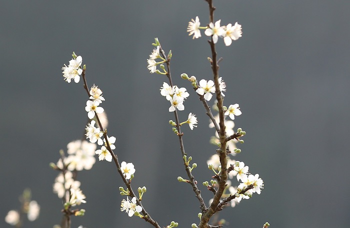 Mùa hoa mận Bắc Hà cho bạn hàng nghìn kiểu ảnh sống ảo đẹp mê ly