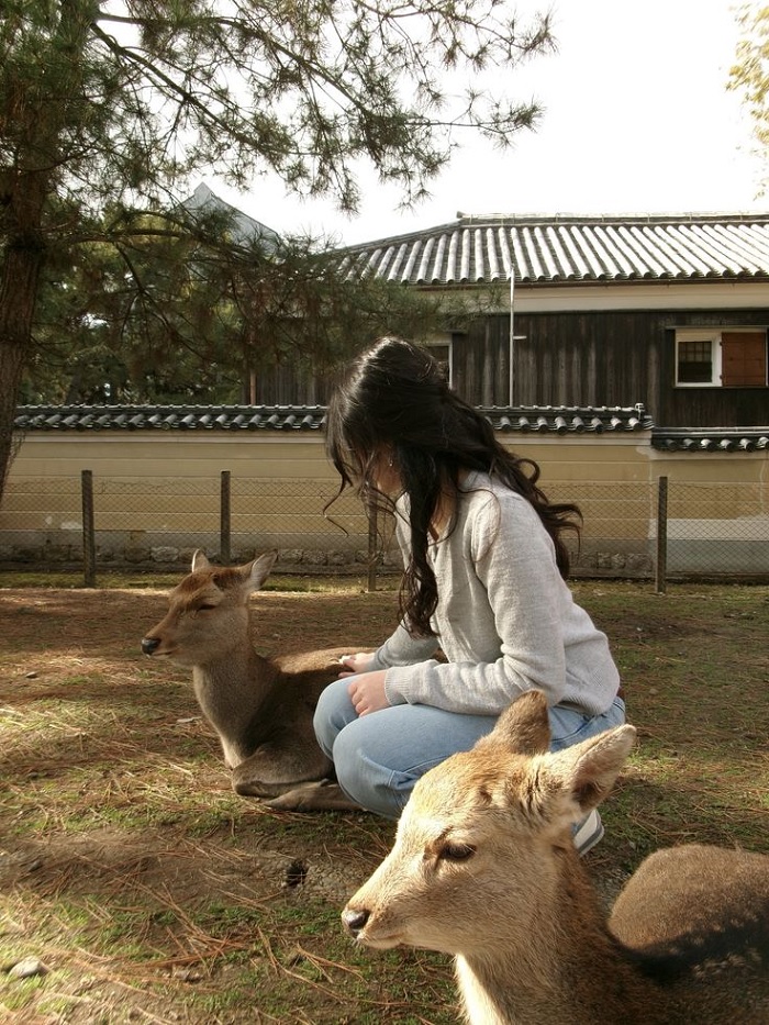 Công viên Nara nằm trong Tour du lịch Nhật Bản từ Hà Nội