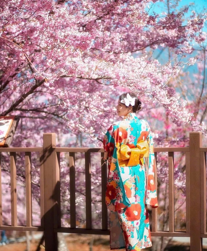 Bỏ túi kinh nghiệm chọn Tour du lịch Nhật Bản từ Hà Nội