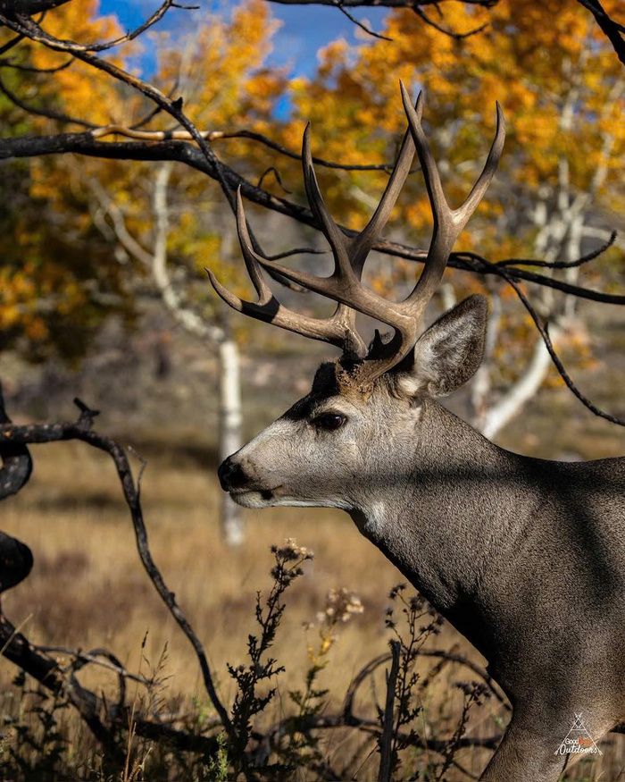 Các địa điểm trekking nổi tiếng ở Canada - Dãy núi Rocky