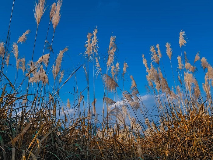 Đồi Bù Hà Nội mang đến một bức tranh mơ mộng