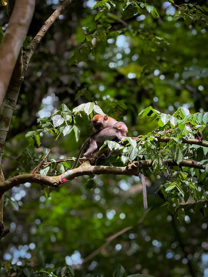 Khu bảo tồn thiên nhiên Bukit Timah có nhiều loài động vật 