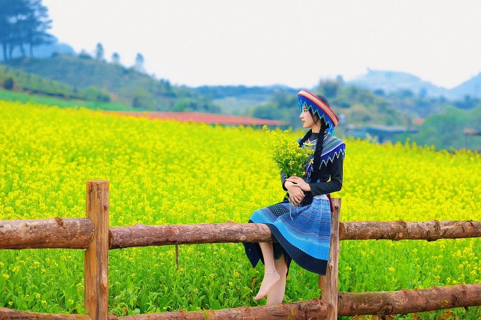 Lỏi Tươi Farm Mộc Châu đang vào mùa hoa cải vàng tuyệt đẹp
