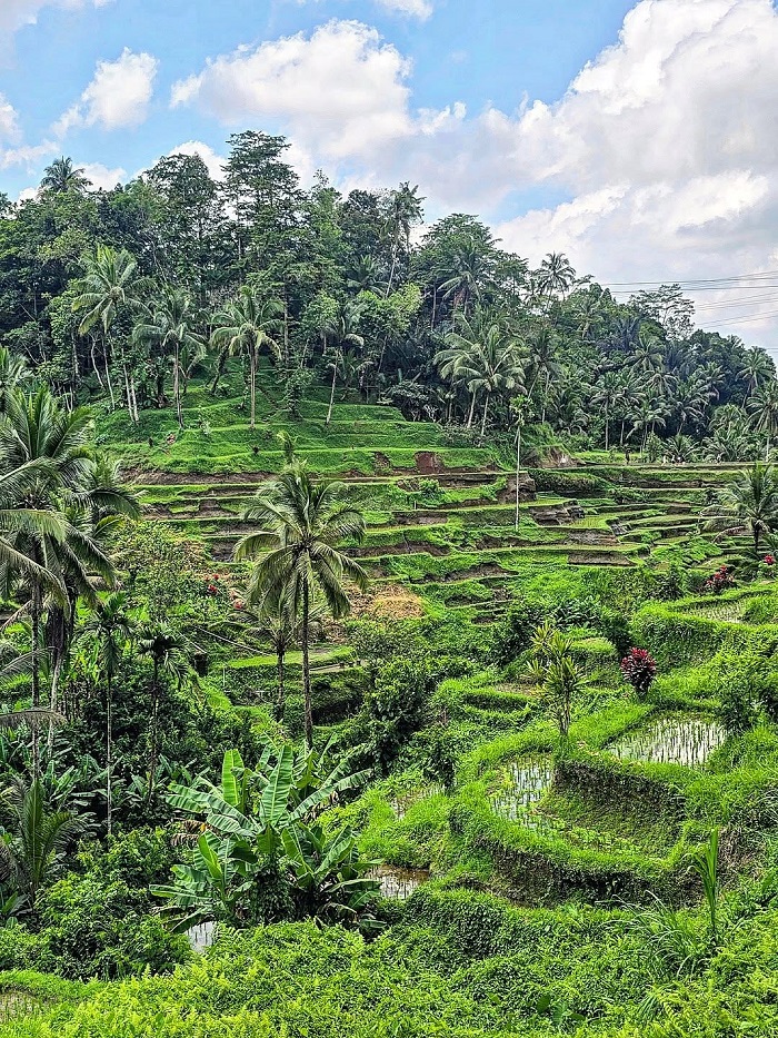 Ruộng bậc thang Tegalalang Indonesia lọt top những ruộng bậc thang đẹp nhất thế giới