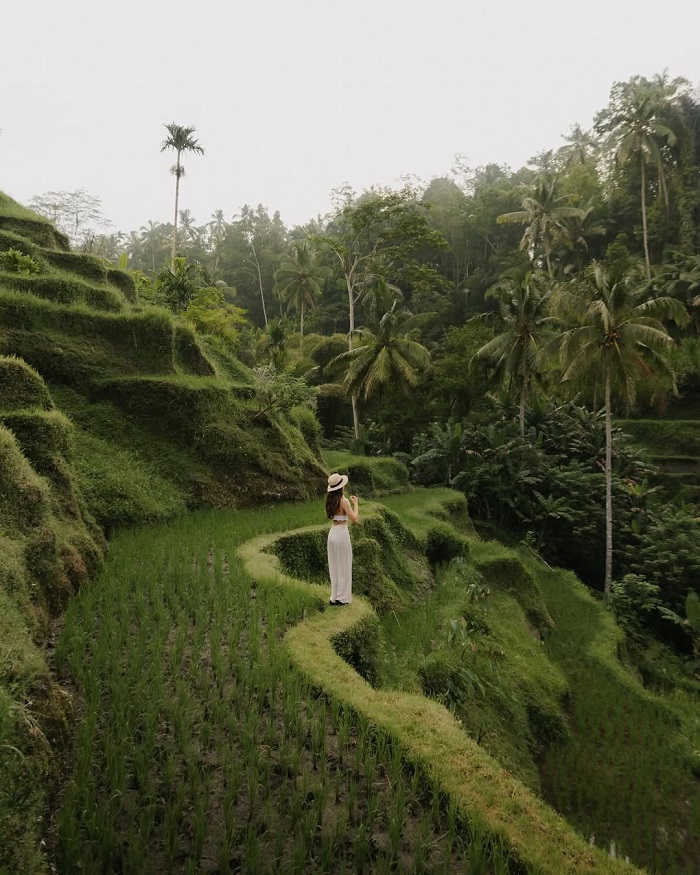 Ruộng bậc thang Tegalalang Indonesia hấp dẫn du khách
