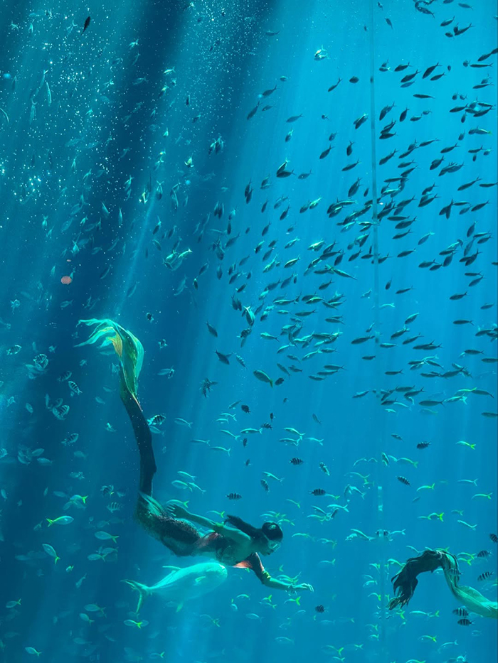 Giới thiệu chung về Thủy cung Vinpearl Land Phú Quốc