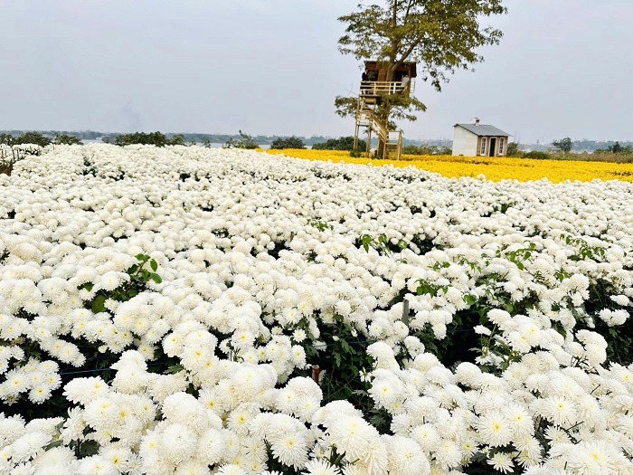 Vườn hoa Bãi Đá Sông Hồng đẹp rực rỡ