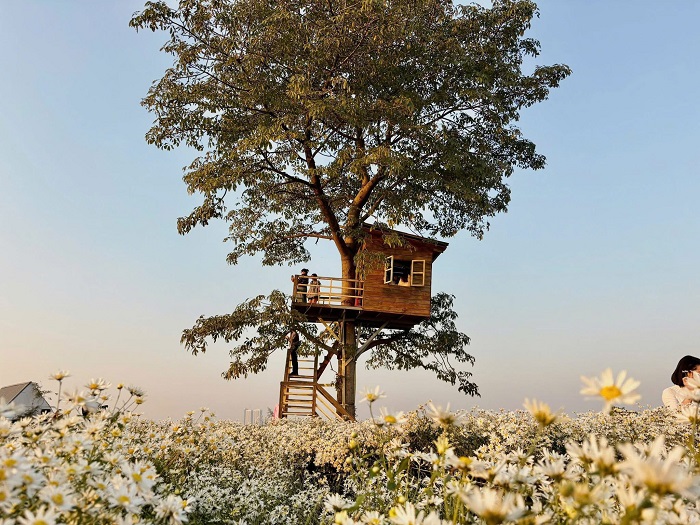 Vườn hoa Bãi Đá Sông Hồng có cúc họa mi trắng vào mùa đông